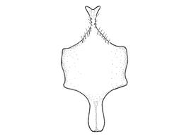  Anthidium edwardsii  male, diagram showing ventral view of eighth sternum (S8), diagram from Gonzalez and Griswold 2013 

